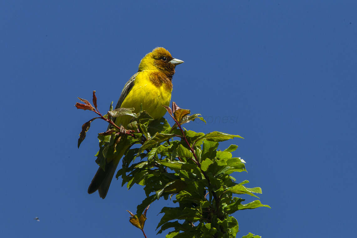 Image of Brown-headed Bunting