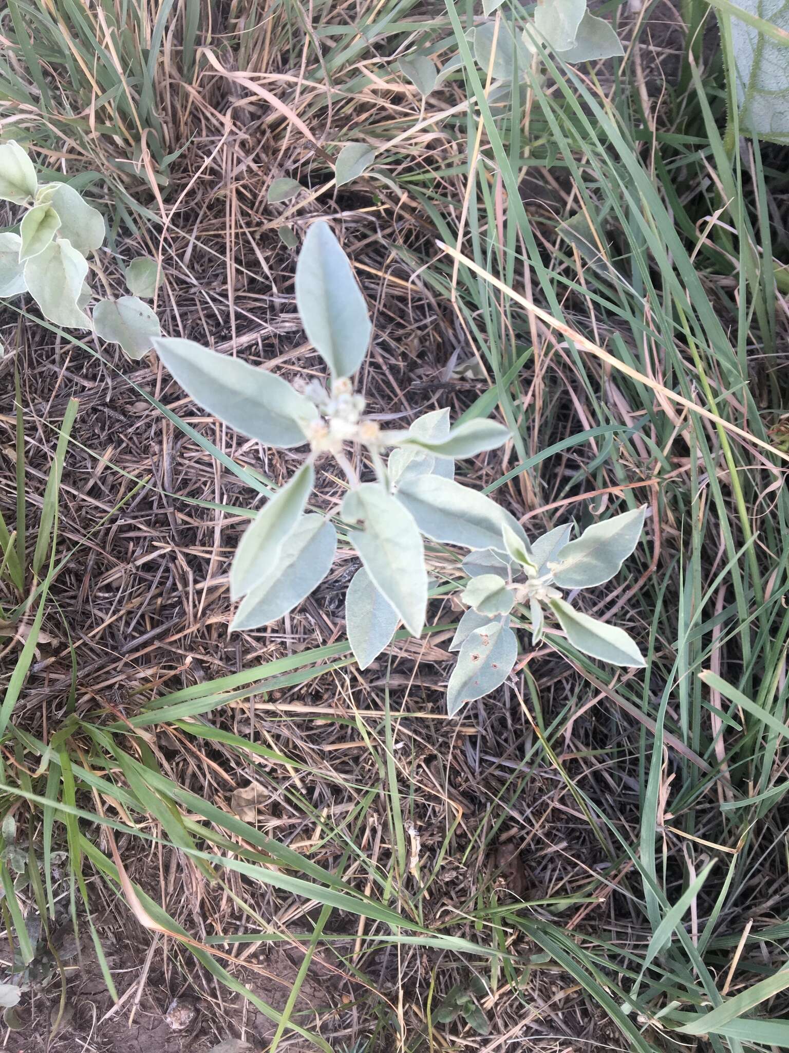 Sivun Croton pottsii var. pottsii kuva