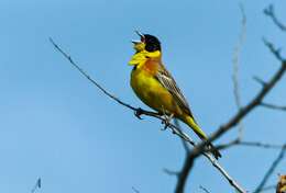 Image of Black-headed Bunting