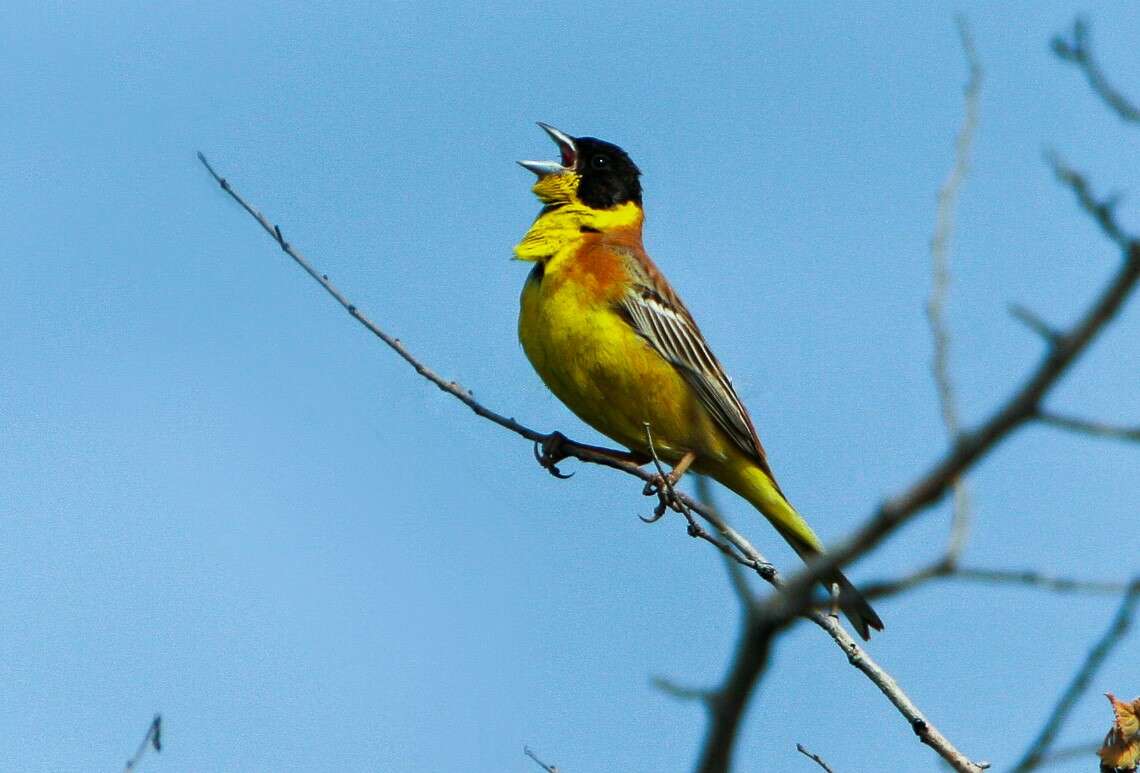 Image of Black-headed Bunting