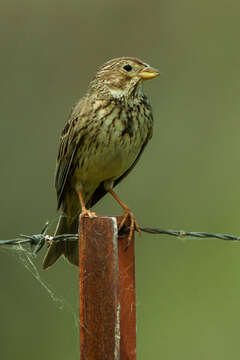 Image of Corn Bunting