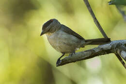 Image of Grey Pileated Finch