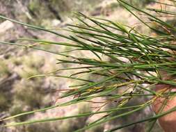 Image of Dodonaea stenophylla F. Müll.