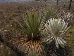 Image of Puya hamata L. B. Sm.