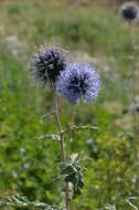 Image of Echinops chantavicus Trautv.