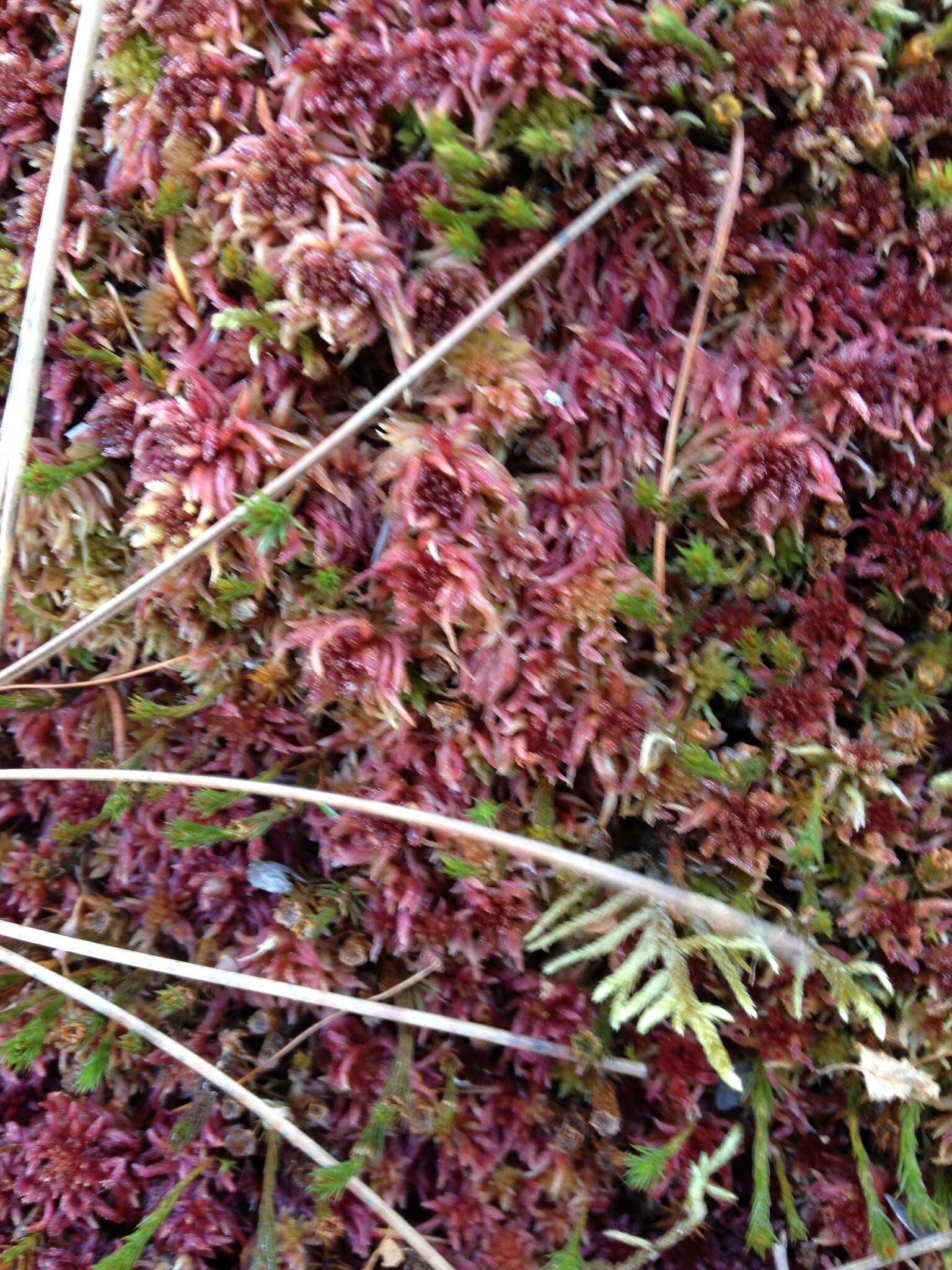 Imagem de Sphagnum magellanicum Bridel 1798