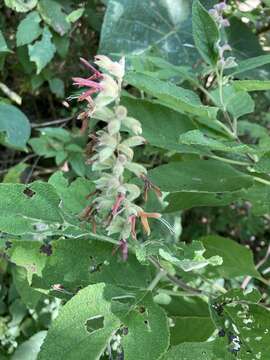 Image de Salvia lasiantha Benth.