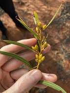 Image of Eucalyptus rigidula subsp. rigidula