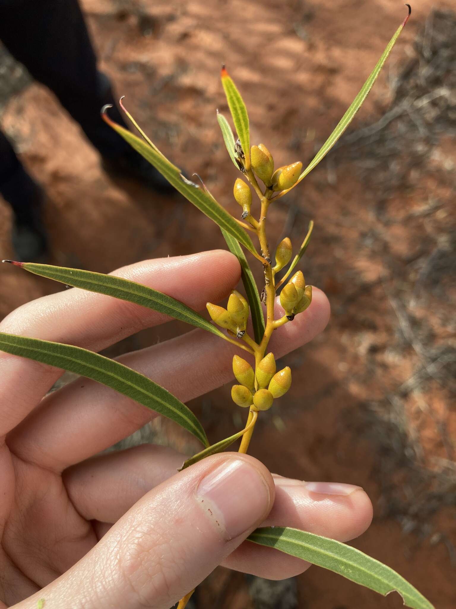 Image of Eucalyptus rigidula subsp. rigidula