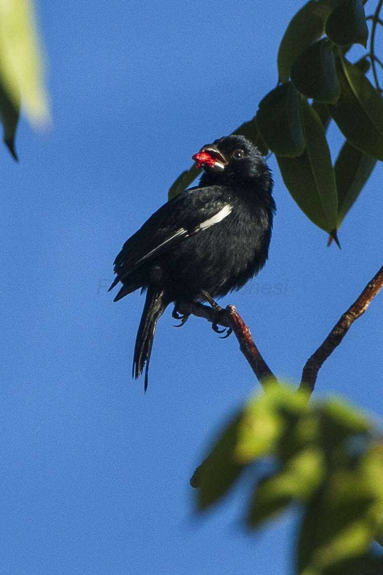 Image of Cuban Bullfinch