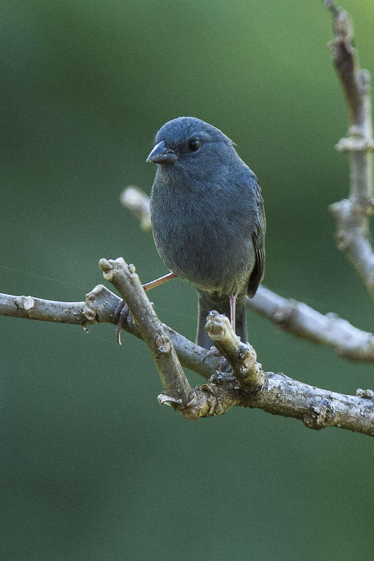 Image of Uniform Finch