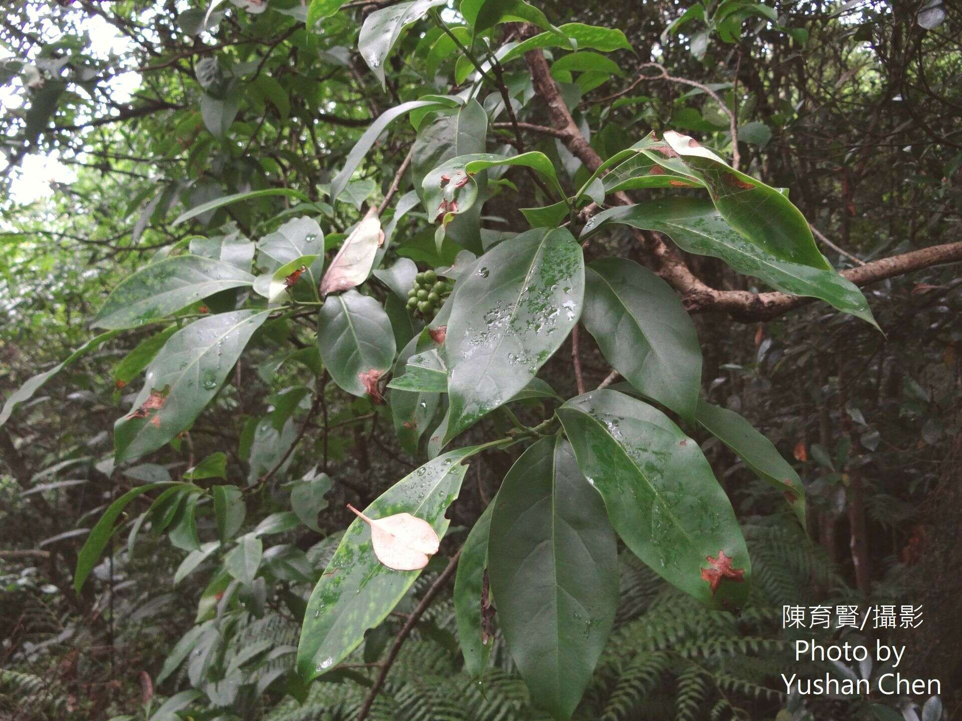 Image of Ehretia longiflora Champion ex Benth.