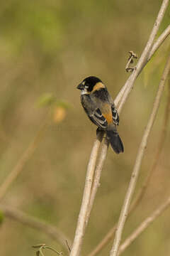 Image of Rusty-collared Seedeater