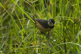 صورة Sporophila torqueola (Bonaparte 1850)