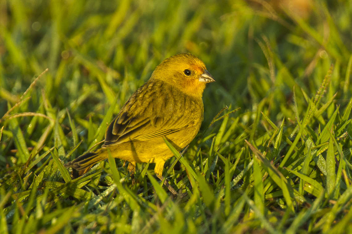 Image of Saffron Finch