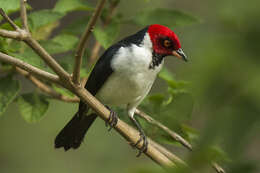 Image of Red-capped Cardinal