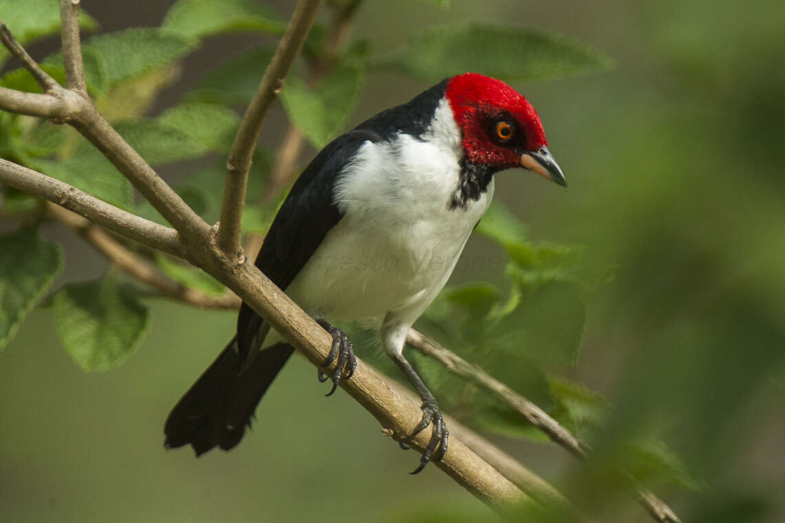 Image of Red-capped Cardinal