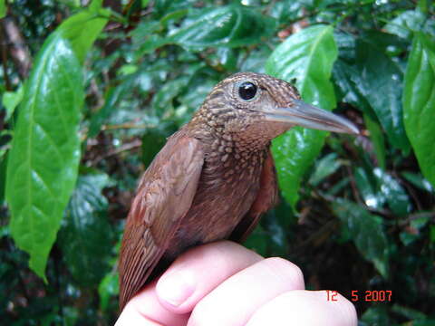 Plancia ëd Xiphorhynchus elegans (Pelzeln 1868)