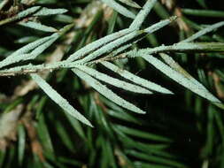 Image of Bouteille's fellhanera lichen