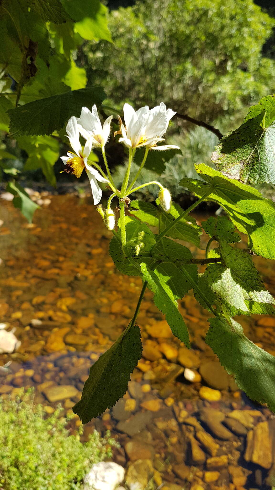 Sivun Sparrmannia africana L. fil. kuva