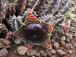 Image de Ceropegia zebrina (N. E. Br.) Bruyns