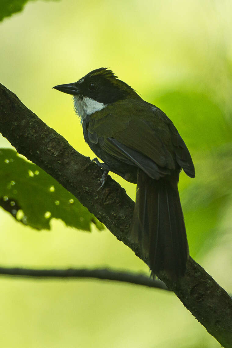 Image of Green-striped Brush Finch