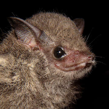 Image of Frosted Sac-winged Bat