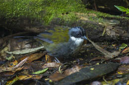 Image of Stripe-headed Brush Finch