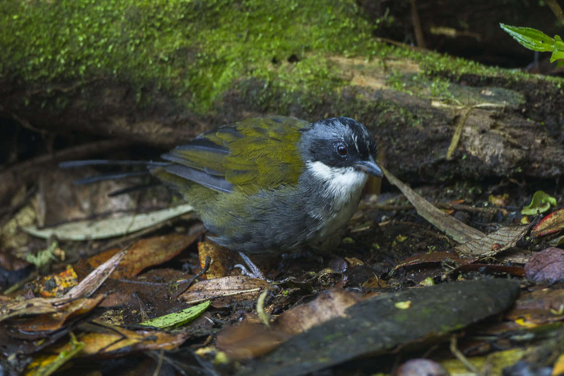 Image of Stripe-headed Brush Finch