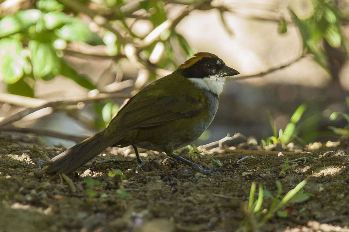 Image of Chestnut-capped Brush Finch