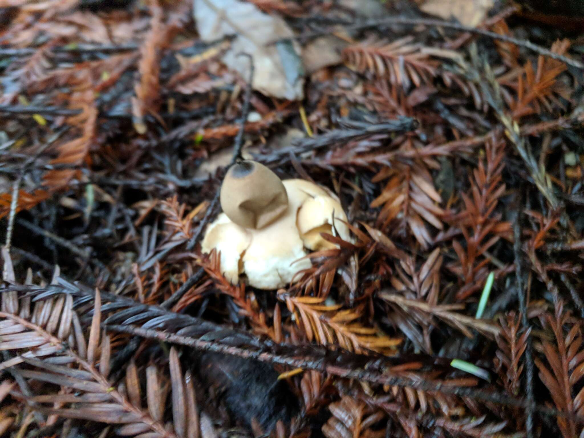 Image of Sessile Earthstar