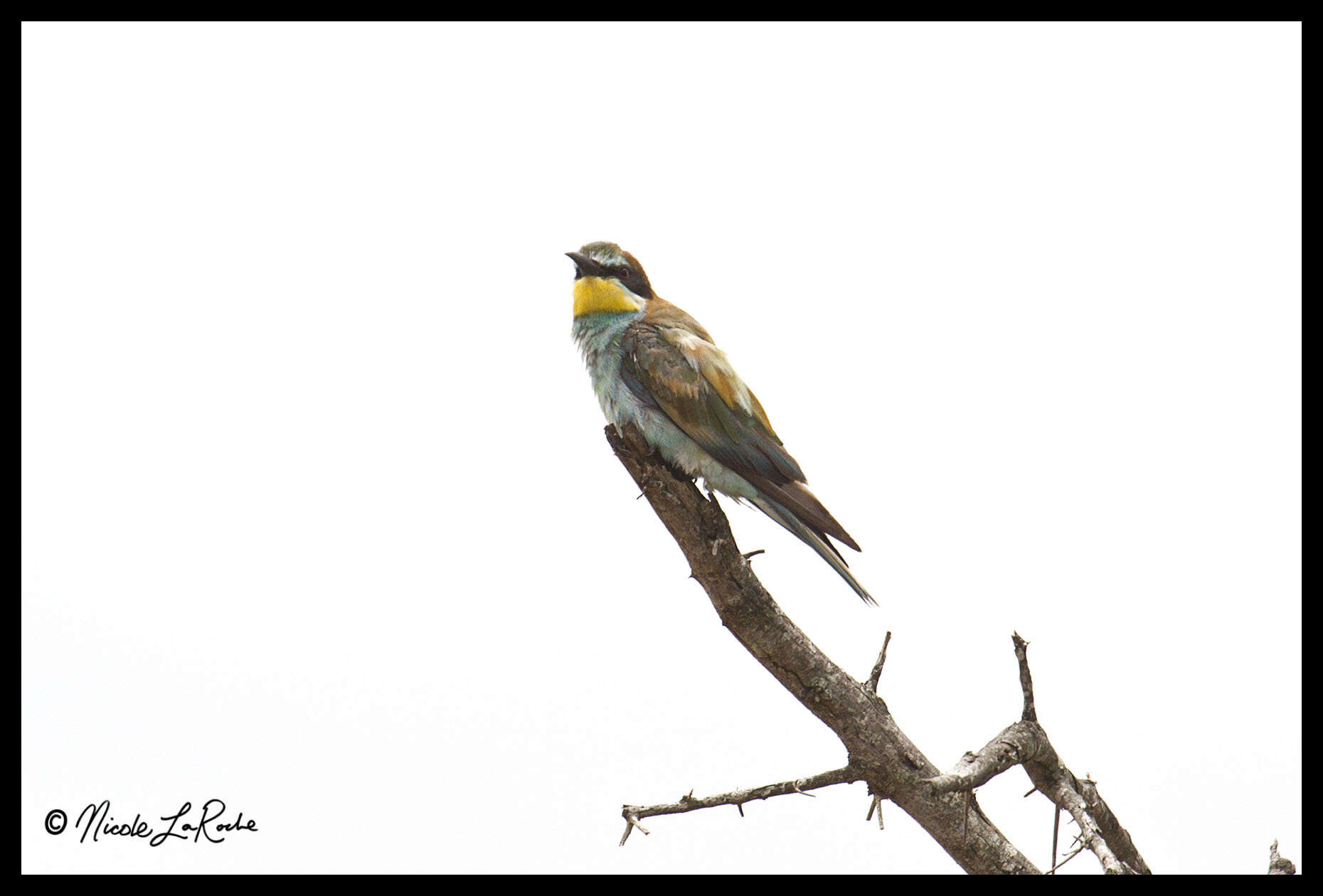 Plancia ëd Merops apiaster Linnaeus 1758