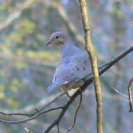 Image of American Mourning Dove