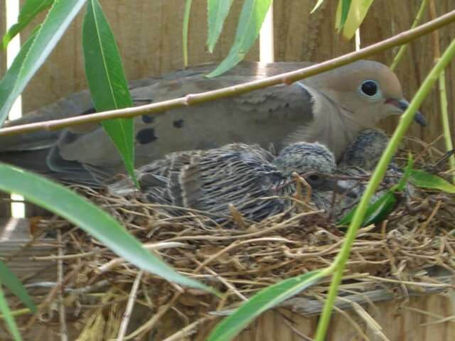 Image of American Mourning Dove