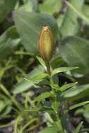 Image of Lilium concolor var. partheneion (Siebold & de Vriese) Baker