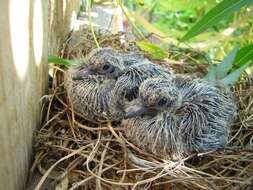 Image of American Mourning Dove