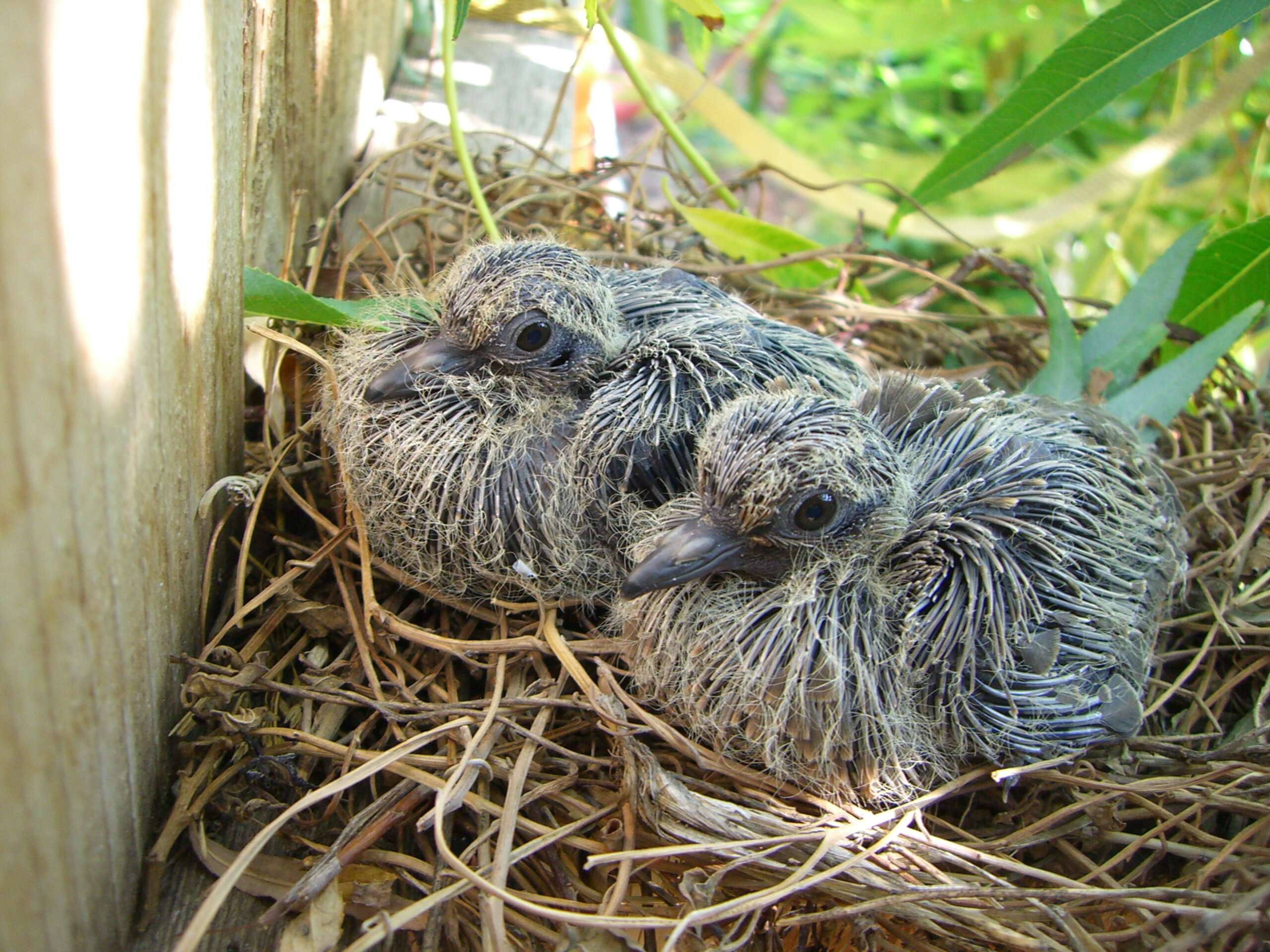 Image of American Mourning Dove