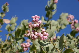 Слика од Arctostaphylos auriculata Eastw.