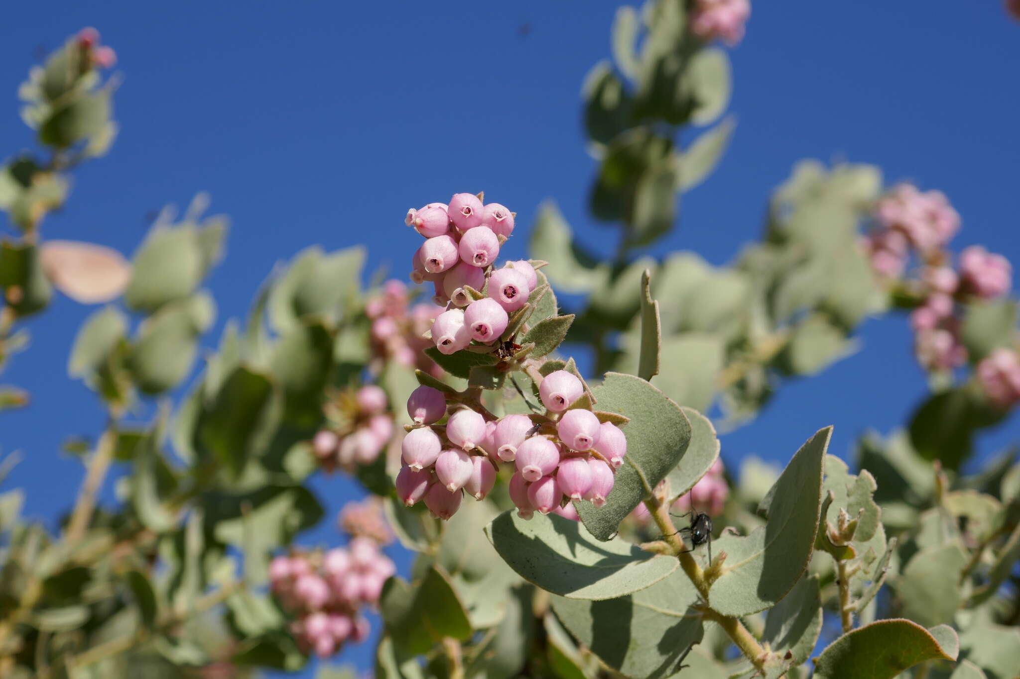 Слика од Arctostaphylos auriculata Eastw.