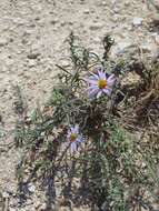 Image of Fendler's aster