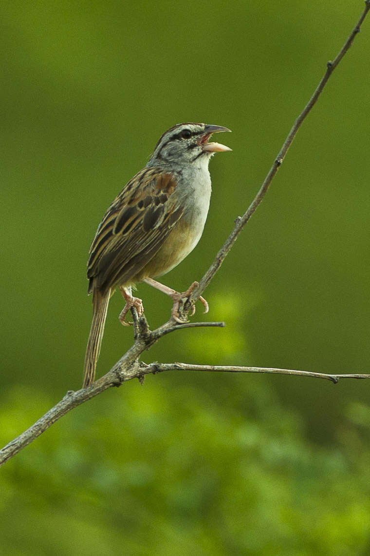 Image of Cinnamon-tailed Sparrow