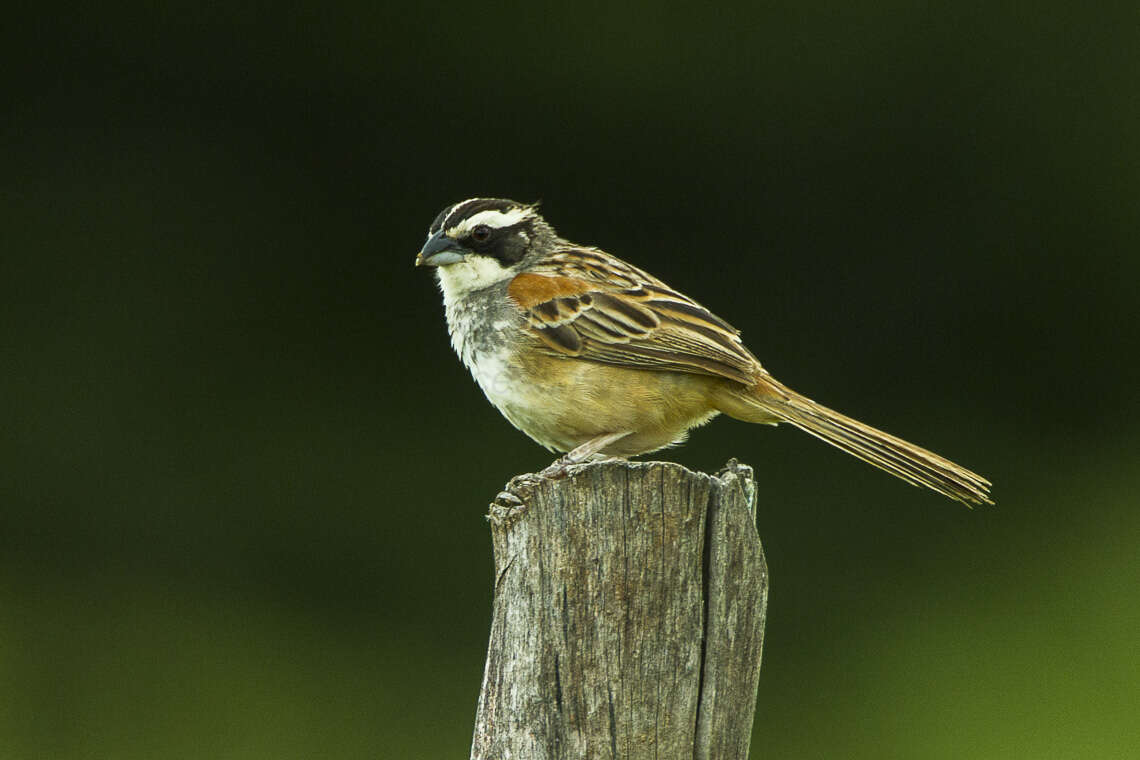 Image de Bruant ligné