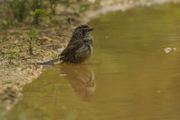 Image of Oaxaca Sparrow