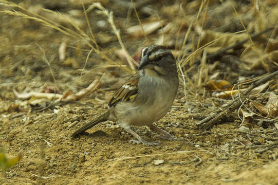 Image of Tumbes Sparrow