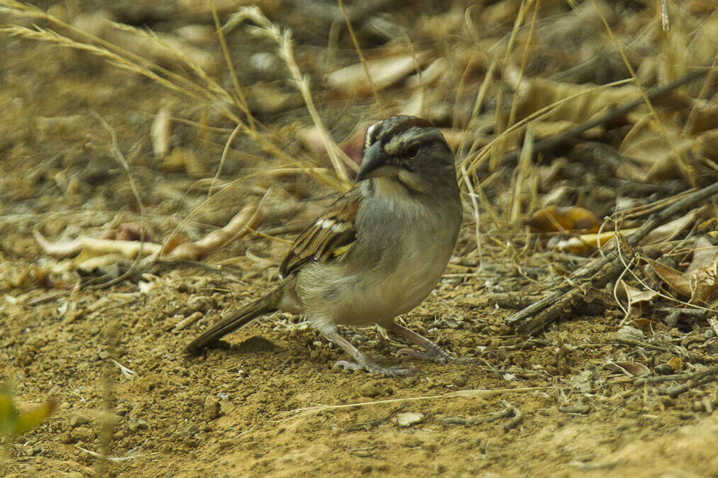 Image of Tumbes Sparrow