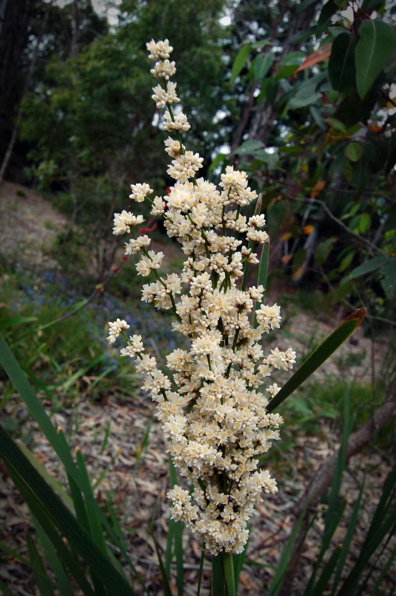 Image of Lomandra ordii (F. Muell.) Ewart