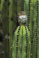 Image of White-throated Towhee