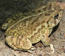 Image of Fowler's Toad