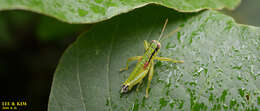 Image of Anapodisma miramae Dovnar-Zapolskij 1932