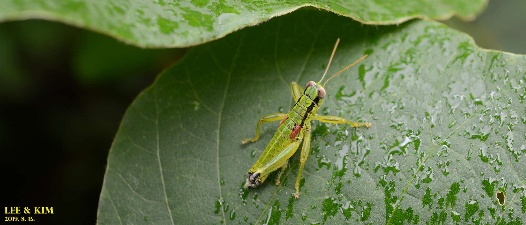 Image of Anapodisma miramae Dovnar-Zapolskij 1932